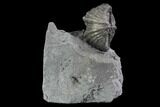 Brachiopod (Mucrospirifer) Fossil - Windom Shale, NY #95954-1